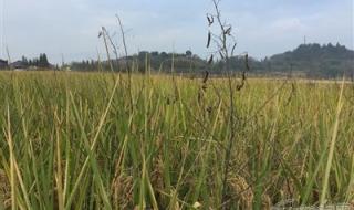 祖坟可以喷除草剂吗 祖坟可以喷除草剂吗