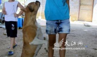 行走的尸体 行走的尸体